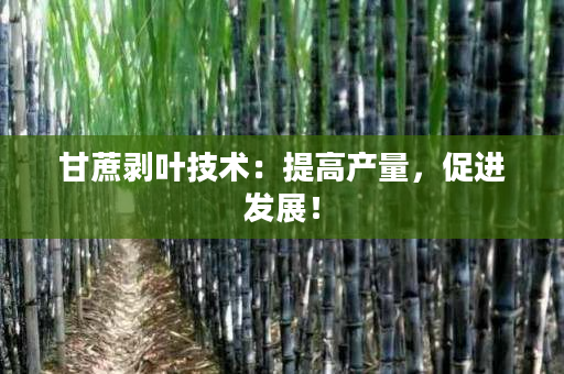 甘蔗剥叶技术:提高产量,促进发展! 甘蔗剥叶技术:提高产量,促进发展!