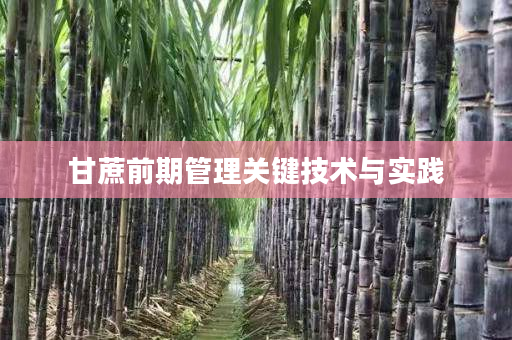 甘蔗前期管理关键技术与实践 甘蔗前期管理关键技术与实践