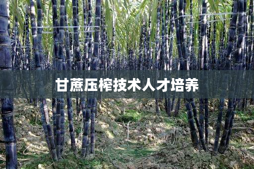 甘蔗压榨技术人才培养 甘蔗压榨技术人才培养