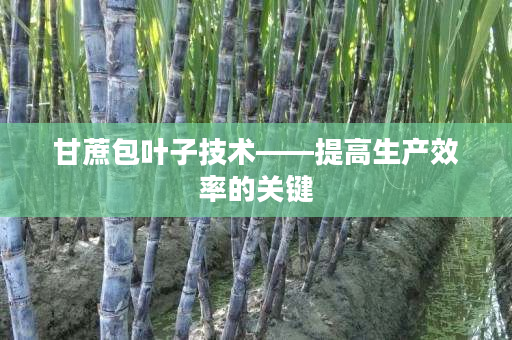 甘蔗包叶子技术——提高生产效率的关键 甘蔗包叶子技术——提高生产效率的关键