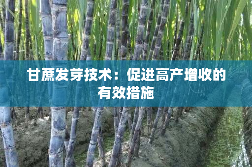 甘蔗发芽技术:促进高产增收的有效措施 甘蔗发芽技术:促进高产增收的有效措施