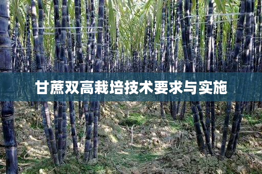 甘蔗双高栽培技术要求与实施 甘蔗双高栽培技术要求与实施