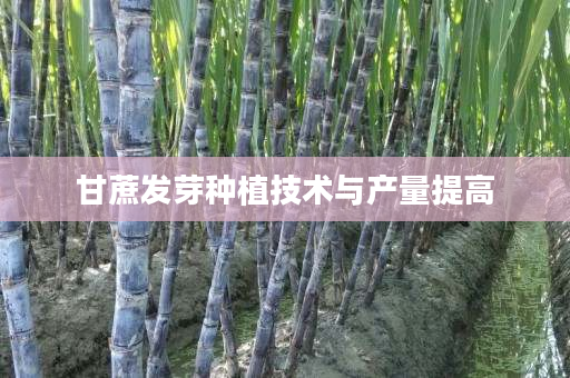 甘蔗发芽种植技术与产量提高 甘蔗发芽种植技术与产量提高