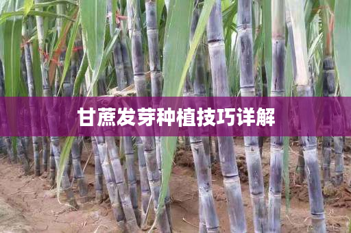 甘蔗发芽种植技巧详解 甘蔗发芽种植技巧详解