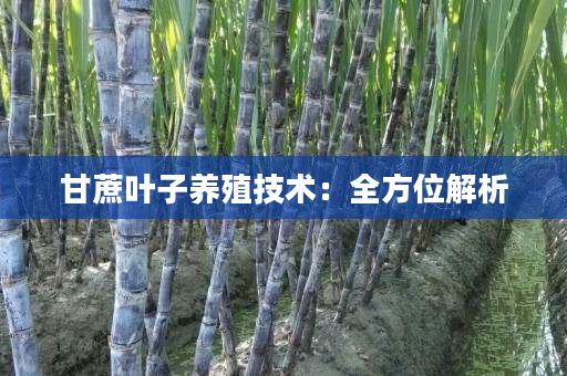 甘蔗叶子养殖技术:全方位解析 甘蔗叶子养殖技术:全方位解析
