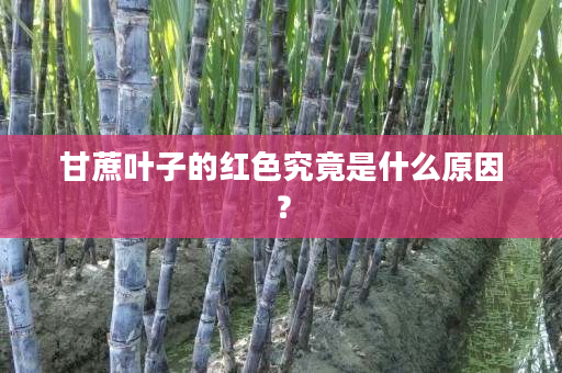 甘蔗叶子的红色究竟是什么原因? 甘蔗叶子的红色究竟是什么原因?