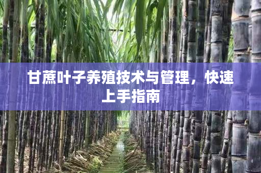 甘蔗叶子养殖技术与管理,快速上手指南 甘蔗叶子养殖技术与管理,快速上手指南