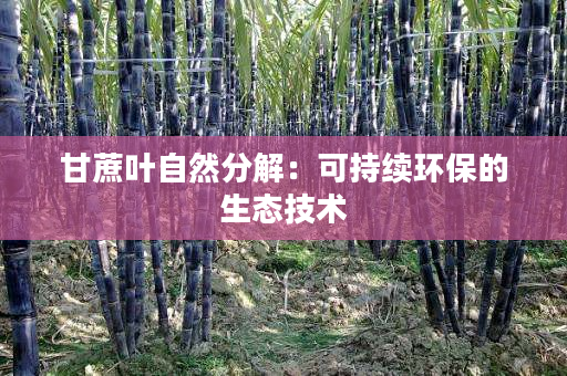 甘蔗叶自然分解:可持续环保的生态技术 甘蔗叶自然分解:可持续环保的生态技术