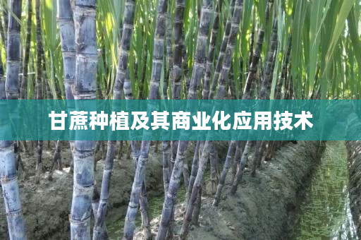 甘蔗种植及其商业化应用技术 甘蔗种植及其商业化应用技术