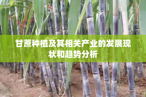 甘蔗种植及其相关产业的发展现状和趋势分析 甘蔗种植及其相关产业的发展现状和趋势分析