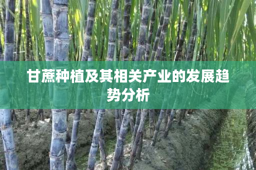 甘蔗种植及其相关产业的发展趋势分析