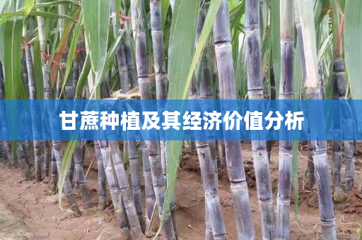甘蔗种植及其经济价值分析 甘蔗种植及其经济价值分析