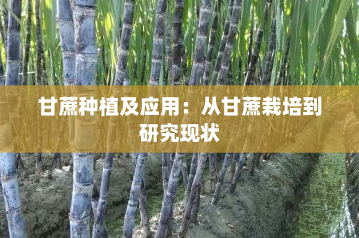 甘蔗种植及应用:从甘蔗栽培到研究现状 甘蔗种植及应用:从甘蔗栽培到研究现状