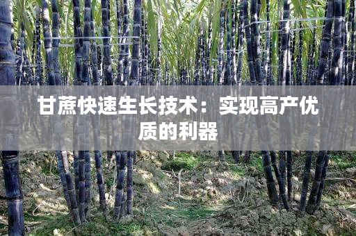 甘蔗快速生长技术:实现高产优质的利器 甘蔗快速生长技术:实现高产优质的利器
