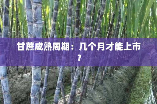 甘蔗成熟周期:几个月才能上市? 甘蔗成熟周期:几个月才能上市?