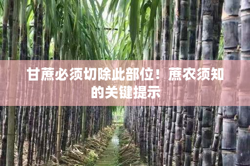 甘蔗必须切除此部位!蔗农须知的关键提示 甘蔗必须切除此部位!蔗农须知的关键提示