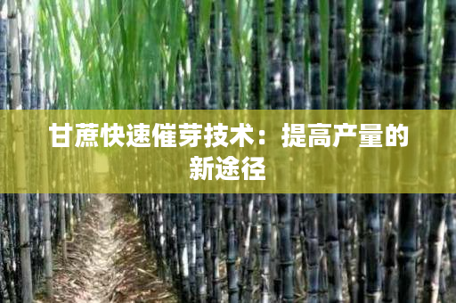 甘蔗快速催芽技术:提高产量的新途径 甘蔗快速催芽技术:提高产量的新途径
