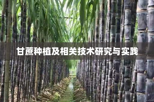 甘蔗种植及相关技术研究与实践 甘蔗种植及相关技术研究与实践