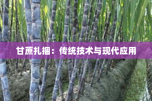 甘蔗扎捆:传统技术与现代应用 甘蔗扎捆:传统技术与现代应用