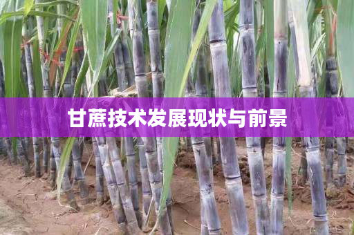 甘蔗技术发展现状与前景 甘蔗技术发展现状与前景