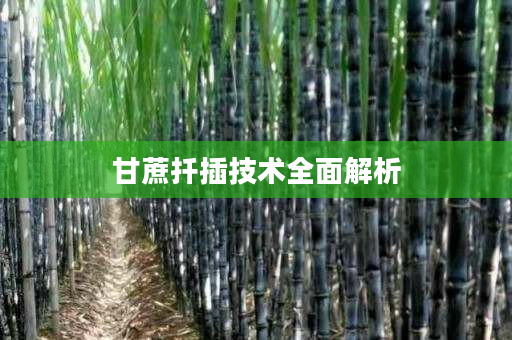 甘蔗扦插技术全面解析