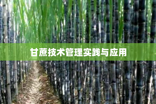甘蔗技术管理实践与应用 甘蔗技术管理实践与应用