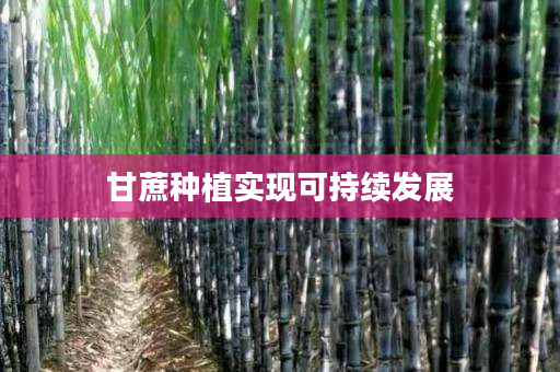 甘蔗种植实现可持续发展 甘蔗种植实现可持续发展