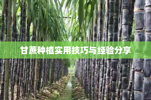 甘蔗种植实用技巧与经验分享 甘蔗种植实用技巧与经验分享