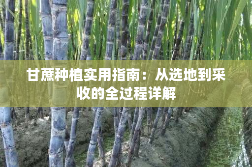 甘蔗种植实用指南:从选地到采收的全过程详解 甘蔗种植实用指南:从选地到采收的全过程详解