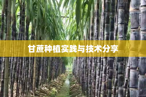甘蔗种植实践与技术分享 甘蔗种植实践与技术分享