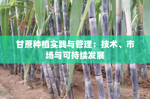 甘蔗种植实践与管理:技术、市场与可持续发展 甘蔗种植实践与管理:技术、市场与可持续发展