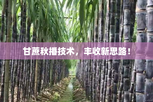甘蔗秋播技术,丰收新思路! 甘蔗秋播技术,丰收新思路!