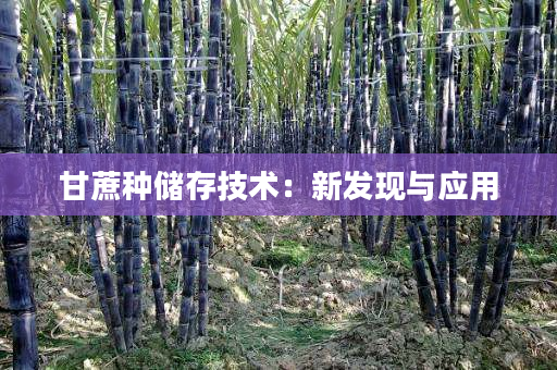 甘蔗种储存技术:新发现与应用 甘蔗种储存技术:新发现与应用