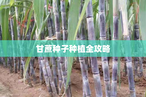 甘蔗种子种植全攻略 甘蔗种子种植全攻略