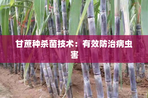 甘蔗种杀菌技术:有效防治病虫害 甘蔗种杀菌技术:有效防治病虫害