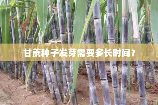 甘蔗种子发芽需要多长时间? 甘蔗种子发芽需要多长时间?