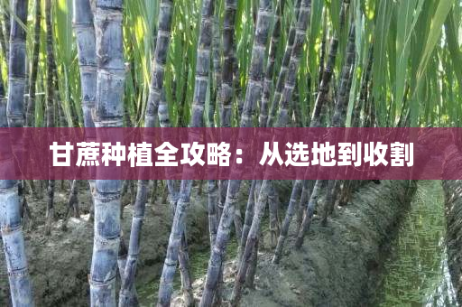 甘蔗种植全攻略：从选地到收割