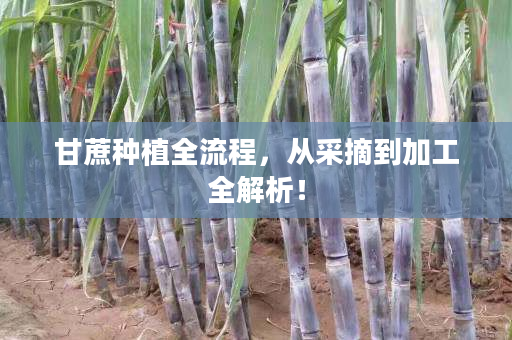 甘蔗种植全流程,从采摘到加工全解析! 甘蔗种植全流程,从采摘到加工全解析!
