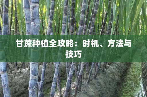 甘蔗种植全攻略:时机、方法与技巧 甘蔗种植全攻略:时机、方法与技巧