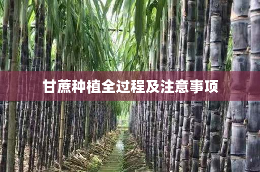 甘蔗种植全过程及注意事项