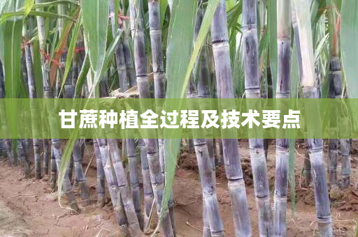 甘蔗种植全过程及技术要点