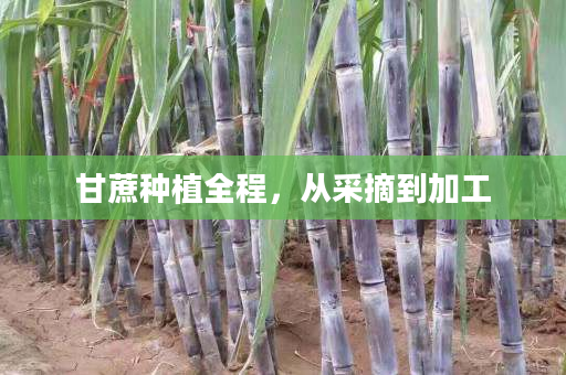 甘蔗种植全程，从采摘到加工