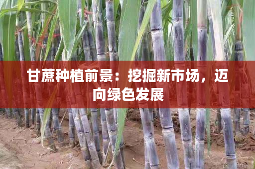 甘蔗种植前景：挖掘新市场，迈向绿色发展