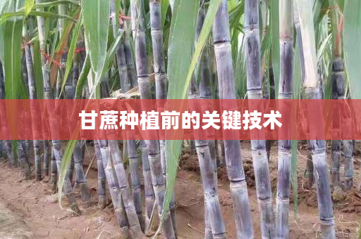 甘蔗种植前的关键技术