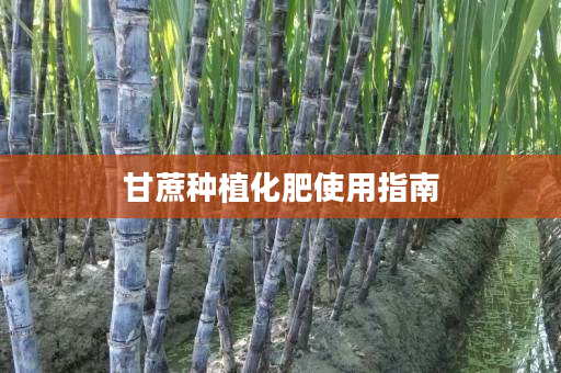 甘蔗种植化肥使用指南