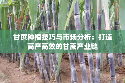 甘蔗种植技巧与市场分析:打造高产高效的甘蔗产业链 甘蔗种植技巧与市场分析:打造高产高效的甘蔗产业链