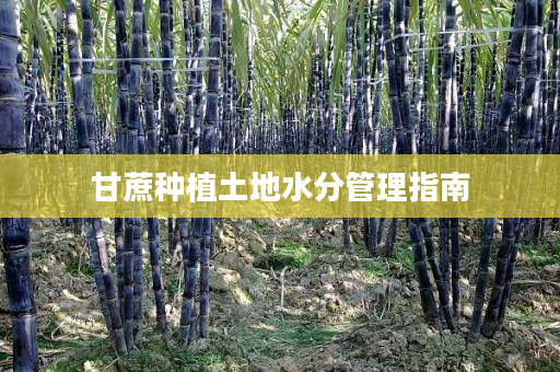 甘蔗种植土地水分管理指南