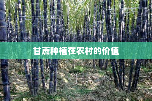 甘蔗种植在农村的价值