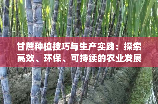 甘蔗种植技巧与生产实践:探索高效、环保、可持续的农业发展 甘蔗种植技巧与生产实践:探索高效、环保、可持续的农业发展