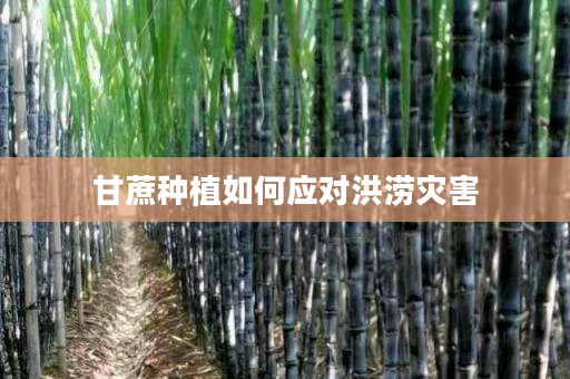 甘蔗种植如何应对洪涝灾害 甘蔗种植如何应对洪涝灾害